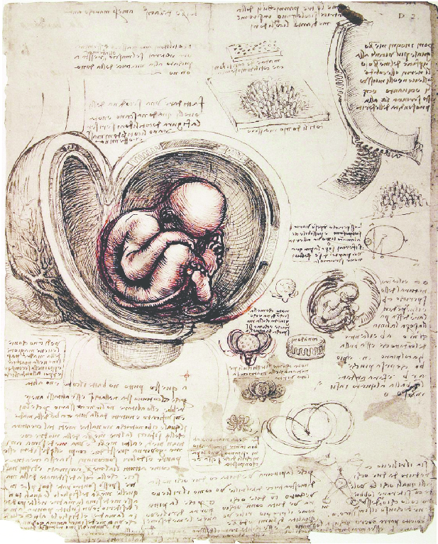 PhysInHistory's tweet photo. The human fetus drawings by Leonardo da Vinci, c. 1510. https://t.co/IXM6LLE2Rr