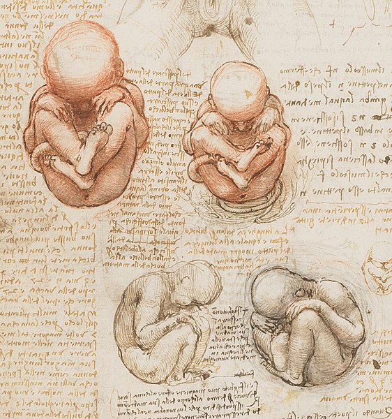 PhysInHistory's tweet photo. The human fetus drawings by Leonardo da Vinci, c. 1510. https://t.co/IXM6LLE2Rr