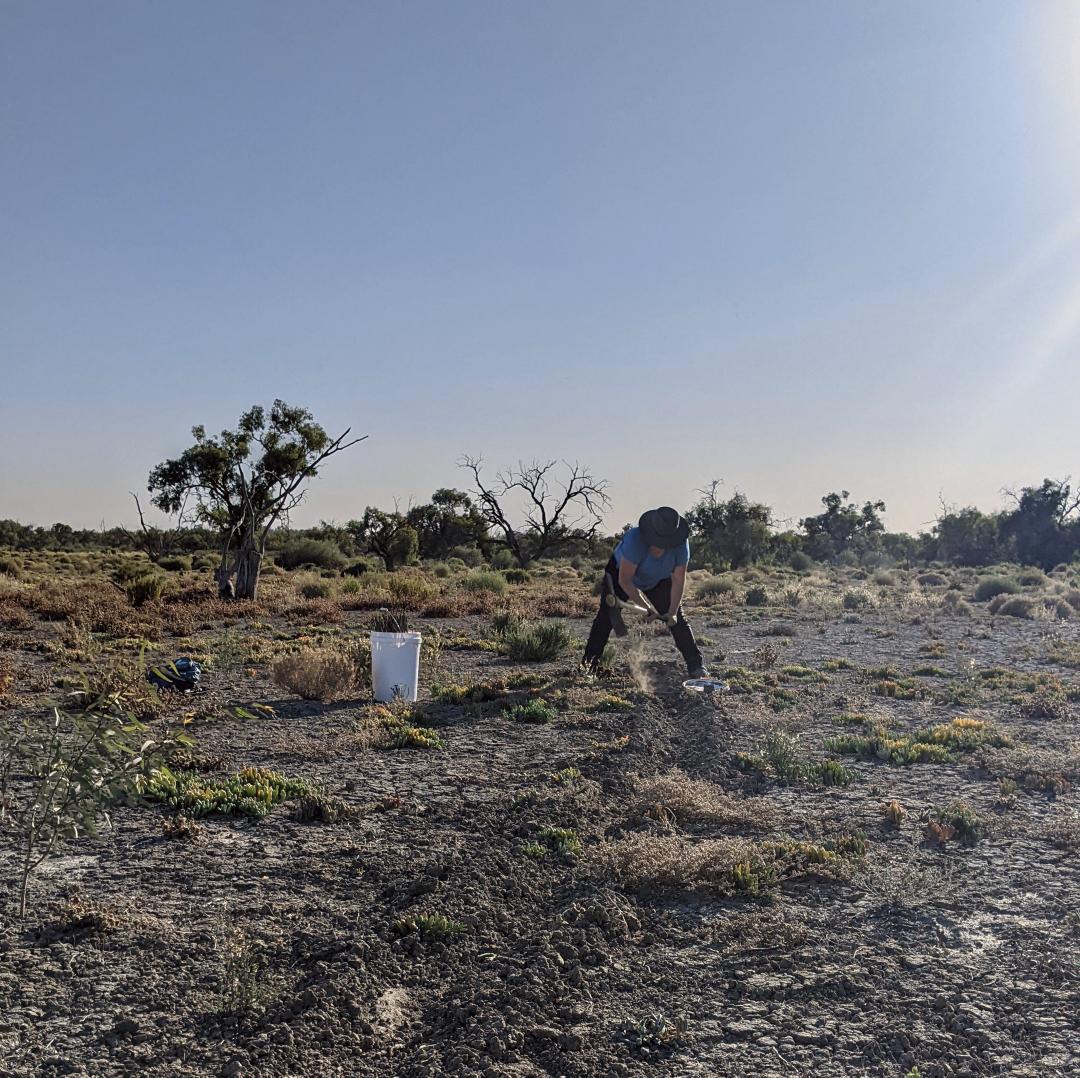 DrDunnart's tweet photo. Forever chasing #dunnarts!
6:30am digging pitfall lines to beat the heat... 42ยฐ at its highest today so #pitfalltraps were closed, but they're ready to open tonight ๐ค๐ค๐ค
#dunnarty #marsupial #fieldwork #conservation #ecology
@calperum station, South Australia. https://t.co/KK3FeGyxGS