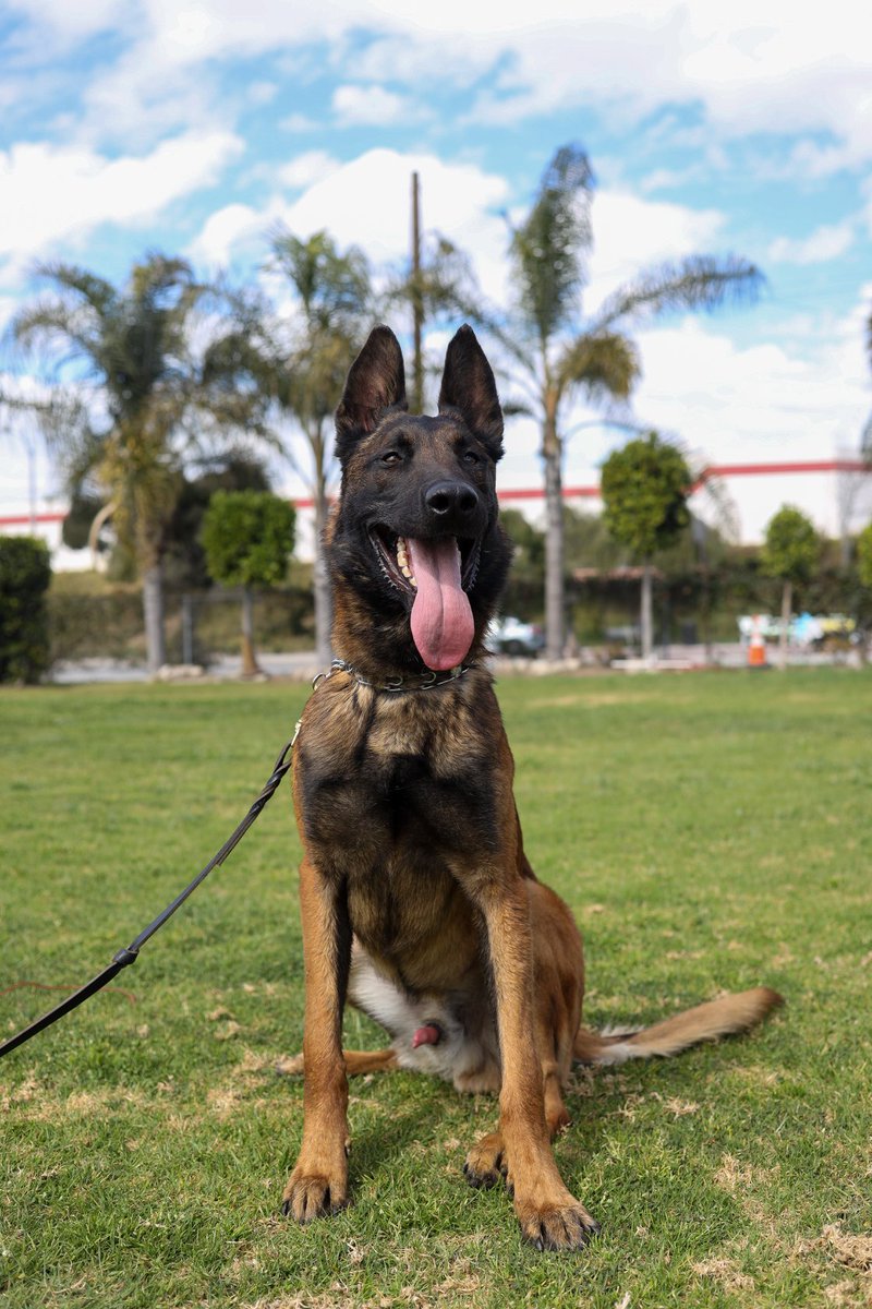 wolfgangk9train's tweet photo. Samba https://t.co/yMqtpiO5Gs