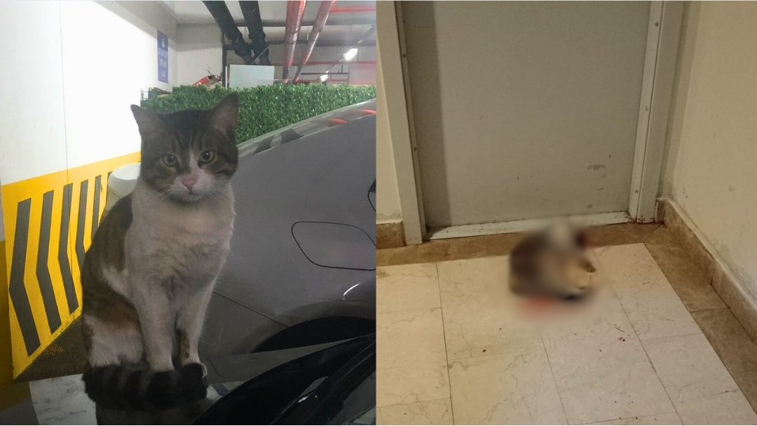 Kediyi öldüren katile iyi hal indirimi verildi, serbest bırakıldı!

İstanbul'da bir sitenin asansöründe Eros adlı kediyi tekmeleyerek öldüren İbrahim Keloğlan’a önce 1 yıl 6 ay ceza verildi, ardından iyi hal indirimiyle cezası 1 yıl 3 aya indirildi ve ertelendi. 

Karara itiraz