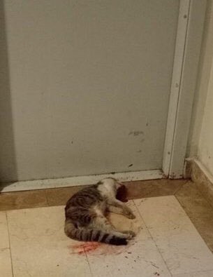 Hiç durmadan işkence ede ede o ayaklarıyla tekmeleyerek öldürdü . Sıra çocuğa ,kadına gelir değil eros da bir candı ona kıyan da cinayet işledi ve toplumda olmamalı . Şu size Işıl Işıl bakan gözlere bakın ve lütfen normalleştirmeyin artık #ibrahimkeloğlantutuklansın bunu görelim