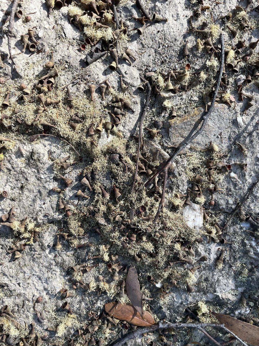 The incredible mass flowering of messmate here in central Vic is winding up. The stamens and little caps and flower buds are coating the forest floor. Last bountiful flowering here in 2017 but this one is EPIC. #eucbeaut