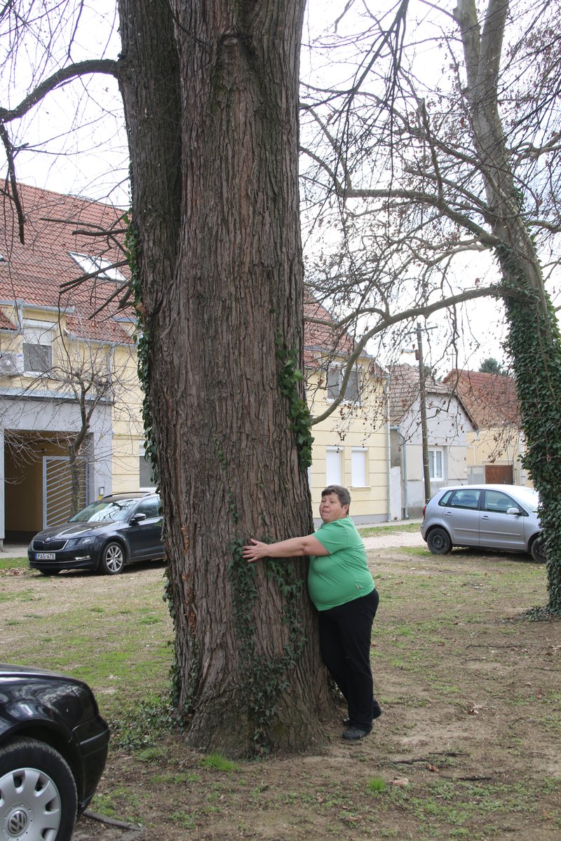 Adam Treeshepherd Rutsch tweet media