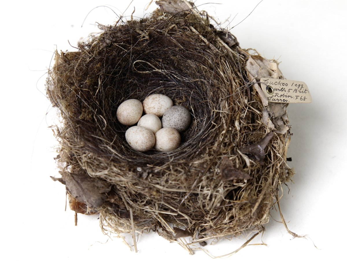 Tate_StIves's tweet photo. NOW OPEN!
Andy Holden’s ‘A Natural History of Nest Building’

See a new video installation, drawing on the traditions of natural history television programmes. The work began as a series of performative lectures given by Holden and his father. 

More info https://t.co/GNRvF7Fe0k https://t.co/8C1ojAreLR
