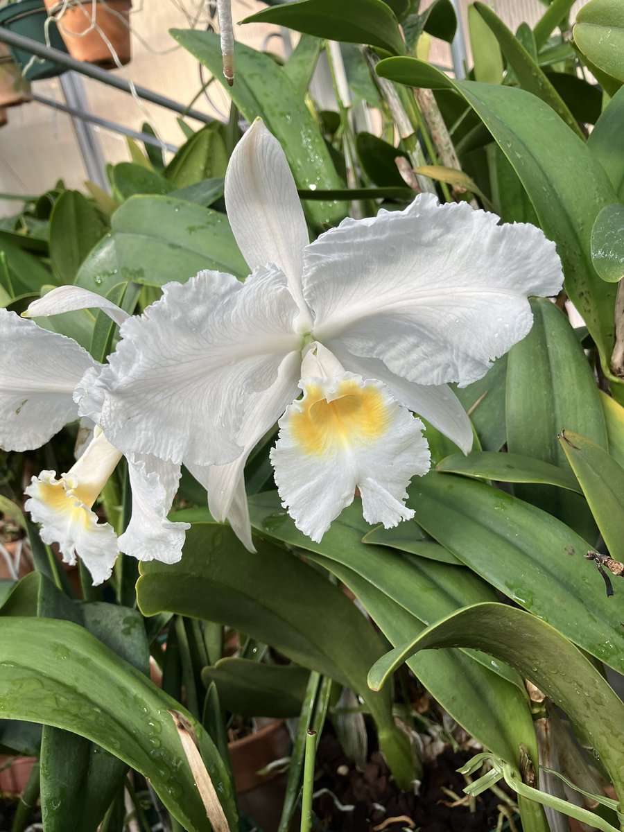 こちらのルデマニアもよく見るとスジスジがありますネ😊 アルバなので、スジに色はのらず、透明な感じです。 #Cattleya lueddemanniana f.alba 'Luis Alfredo' #orchids #蘭 #ご蘭なさい