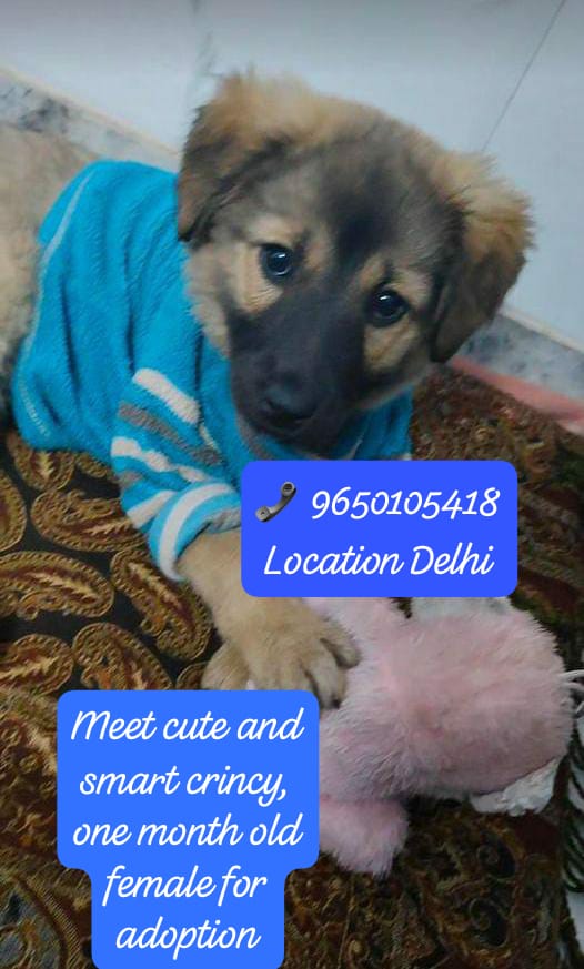 Pls friends share this post, bcz ur small efforts give happy and loving home forever.🙏🐾🤙🏘️
Meet cute and smart crincy, one month old female for adoption
📞 9650105418
Location Delhi