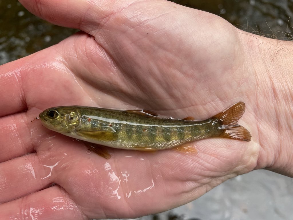 NeilLewinEA's tweet photo. JOB ALERT: the @EnvAgency is looking for a Technical Officer to lead our fish monitoring programme in Cumbria. 

The National Monitoring Field team, collect field-based samples, fish and environmental data. 

https://t.co/CNpi64KiO9 https://t.co/SF5ifujyKK