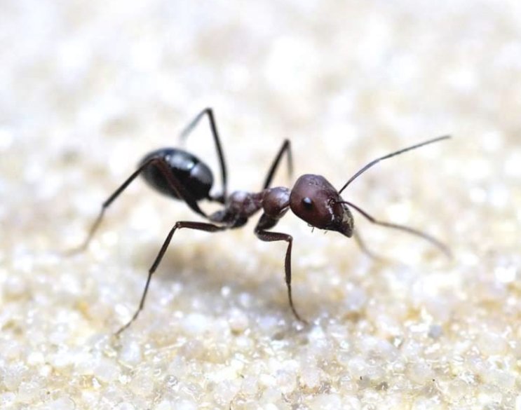 Robin Grob (@grob_in) on Twitter photo 🐜 Just out in <a href="/PNASNews/">PNASNews</a>!
We've studied how desert ants process magnetic information. Our findings reveal how manipulating magnetic fields impacts the brain, affecting compass calibration and spatial memory formation. 🧠🧭 <a href="/Cataglyfilosofi/">Pauline N. Fleischmann</a> <a href="/Uni_WUE/">Universität Würzburg #UniWürzburg</a>
doi.org/10.1073/pnas.2… 🐜 Just out in <a href="/PNASNews/">PNASNews</a>!
We've studied how desert ants process magnetic information. Our findings reveal how manipulating magnetic fields impacts the brain, affecting compass calibration and spatial memory formation. 🧠🧭 <a href="/Cataglyfilosofi/">Pauline N. Fleischmann</a> <a href="/Uni_WUE/">Universität Würzburg #UniWürzburg</a>
doi.org/10.1073/pnas.2…