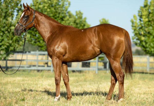 breednet's tweet photo. Zousain on the board with a smart debut winner, Drifting has a full sister headed to MM Gold Coast March for Murrulla Stud https://t.co/Ix1aWY37vF @inglis_sales @mmsnippets @SnowdenRacing1 @widdenstud @wj_bloodstock https://t.co/7PlsC7I3lx