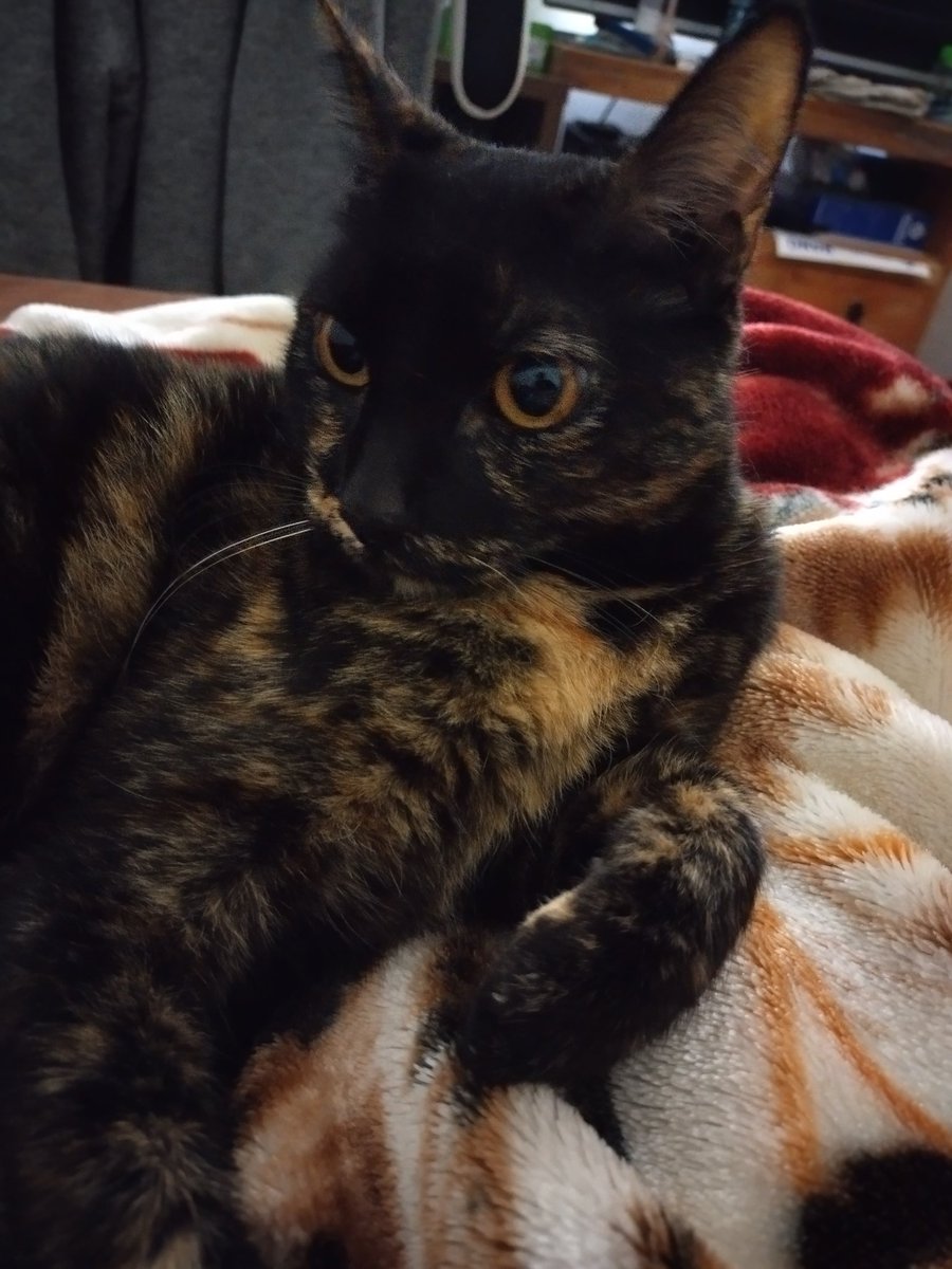 DatBoyDio's tweet image. A space to talk about pets LESGOO

Momo: She's the one that's mostly black, she's a tsundere, actual huntress 

Roberta: She's the fluffiest one, she's easily scared but is incredibly sweet

Lucy and Pepper: They're mom and son, both of them are very cuddly
#FUWAMOCALLIPETS