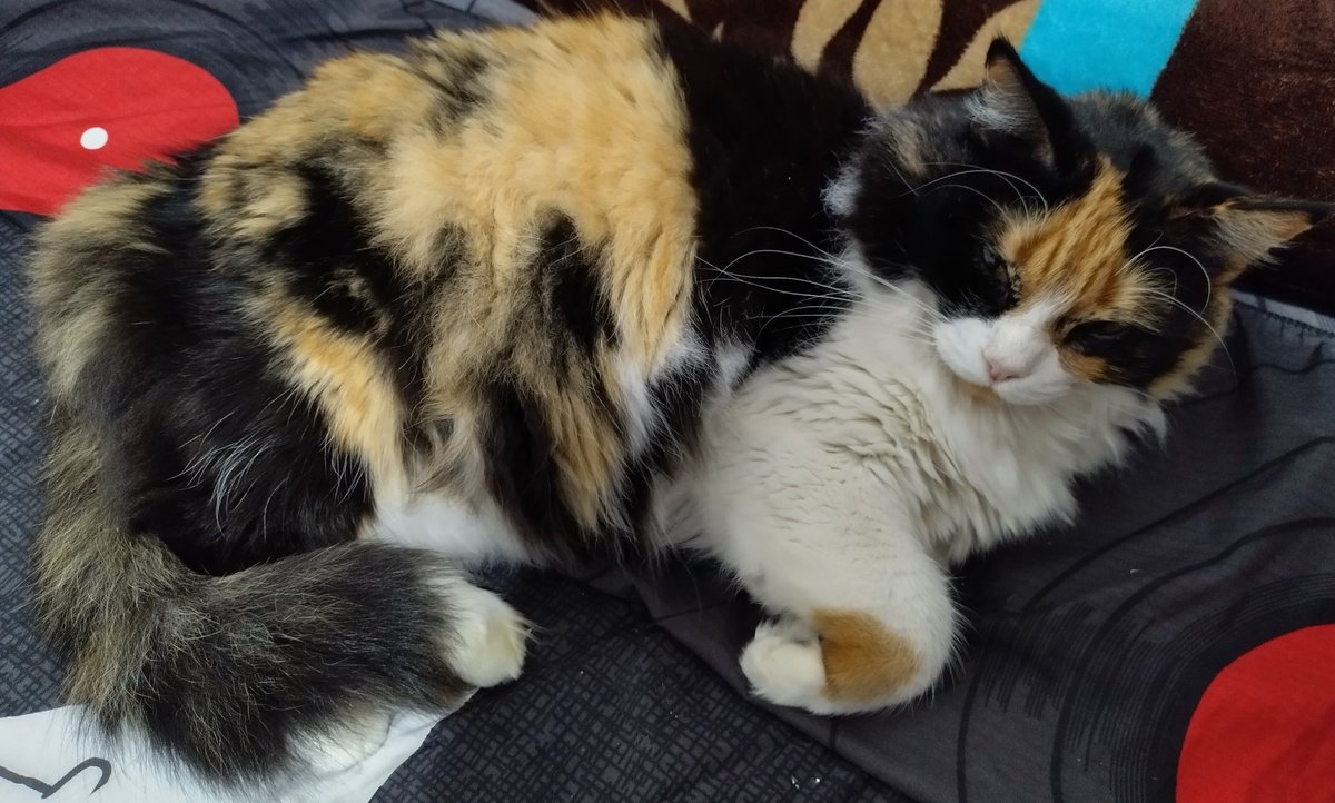 DatBoyDio's tweet image. A space to talk about pets LESGOO

Momo: She's the one that's mostly black, she's a tsundere, actual huntress 

Roberta: She's the fluffiest one, she's easily scared but is incredibly sweet

Lucy and Pepper: They're mom and son, both of them are very cuddly
#FUWAMOCALLIPETS