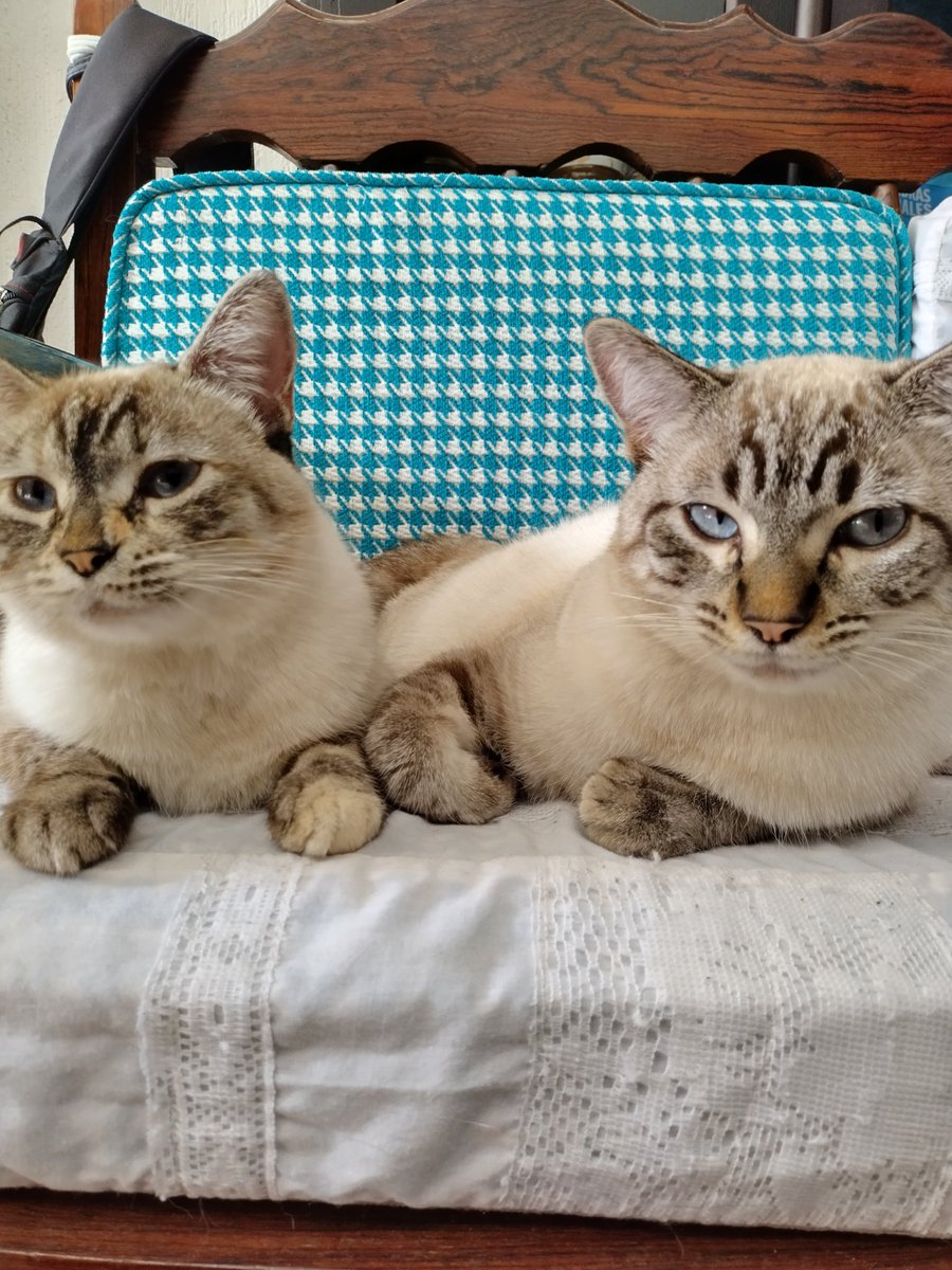 DatBoyDio's tweet image. A space to talk about pets LESGOO

Momo: She's the one that's mostly black, she's a tsundere, actual huntress 

Roberta: She's the fluffiest one, she's easily scared but is incredibly sweet

Lucy and Pepper: They're mom and son, both of them are very cuddly
#FUWAMOCALLIPETS