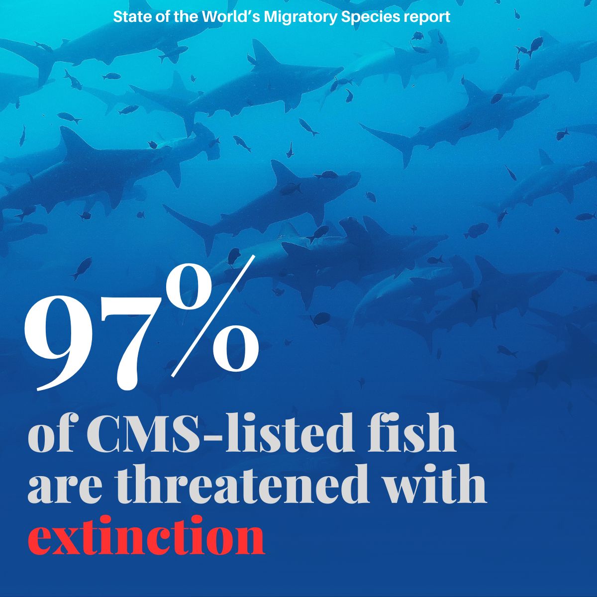 BonnConvention's tweet photo. 🆕UN report reveals shocking state of the world’s #migratoryspecies!

One of the key findings of the report is:

Nearly all (97%) of CMS-listed fish are threatened with extinction, ranging from migratory sharks and rays to freshwater sturgeon.

https://t.co/NF7b1qbGc0 https://t.co/Ijotur5DCD