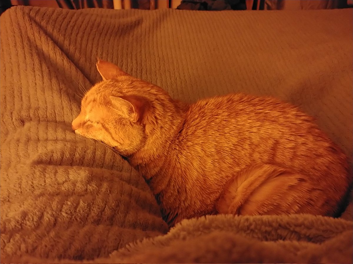 pekoe212's tweet photo. @JCVIM This is my best friend and today is our 15th adoption-versary. That's thousands of days we've gotten to spend together and I couldn't be more happy and thankful for it. https://t.co/WeSzuv9yJH