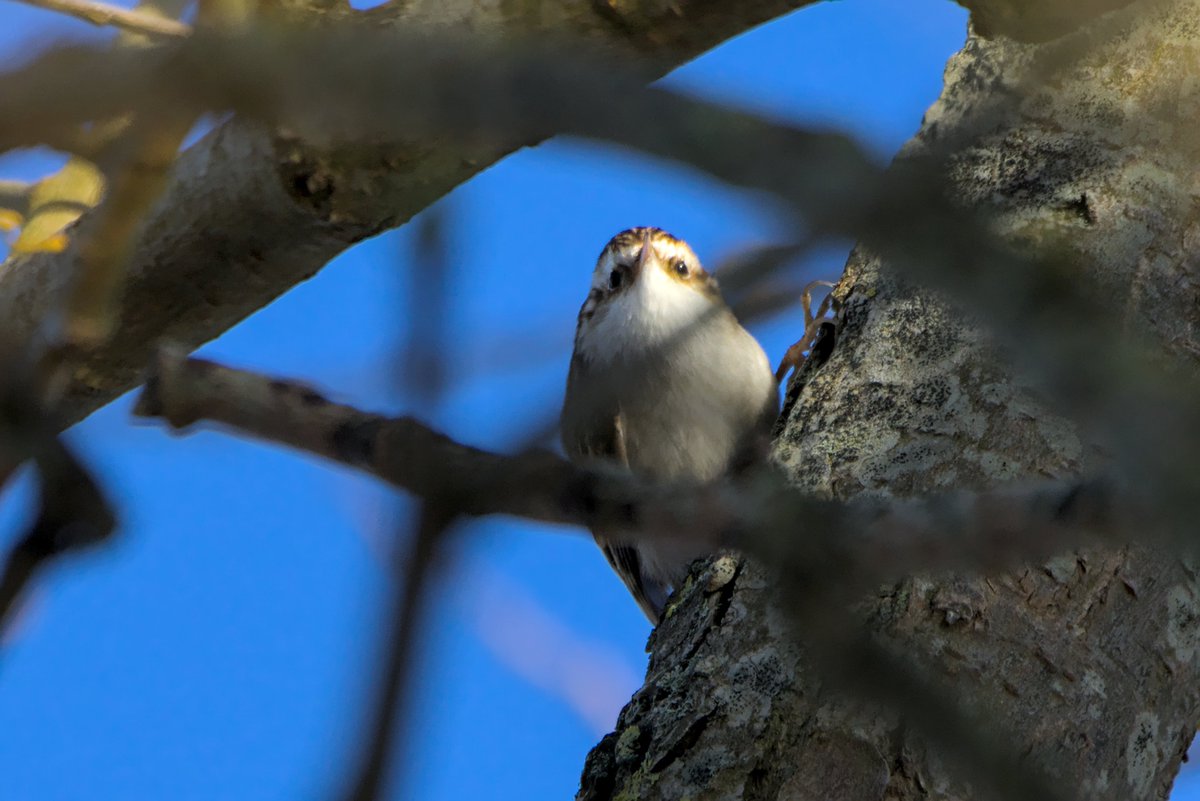 Beautiful blue skies and sunshine yesterday. Flooded fields meant a change of route which led to a close view of this little treecreeper.
#UKbirds #UKwildlife #Birding