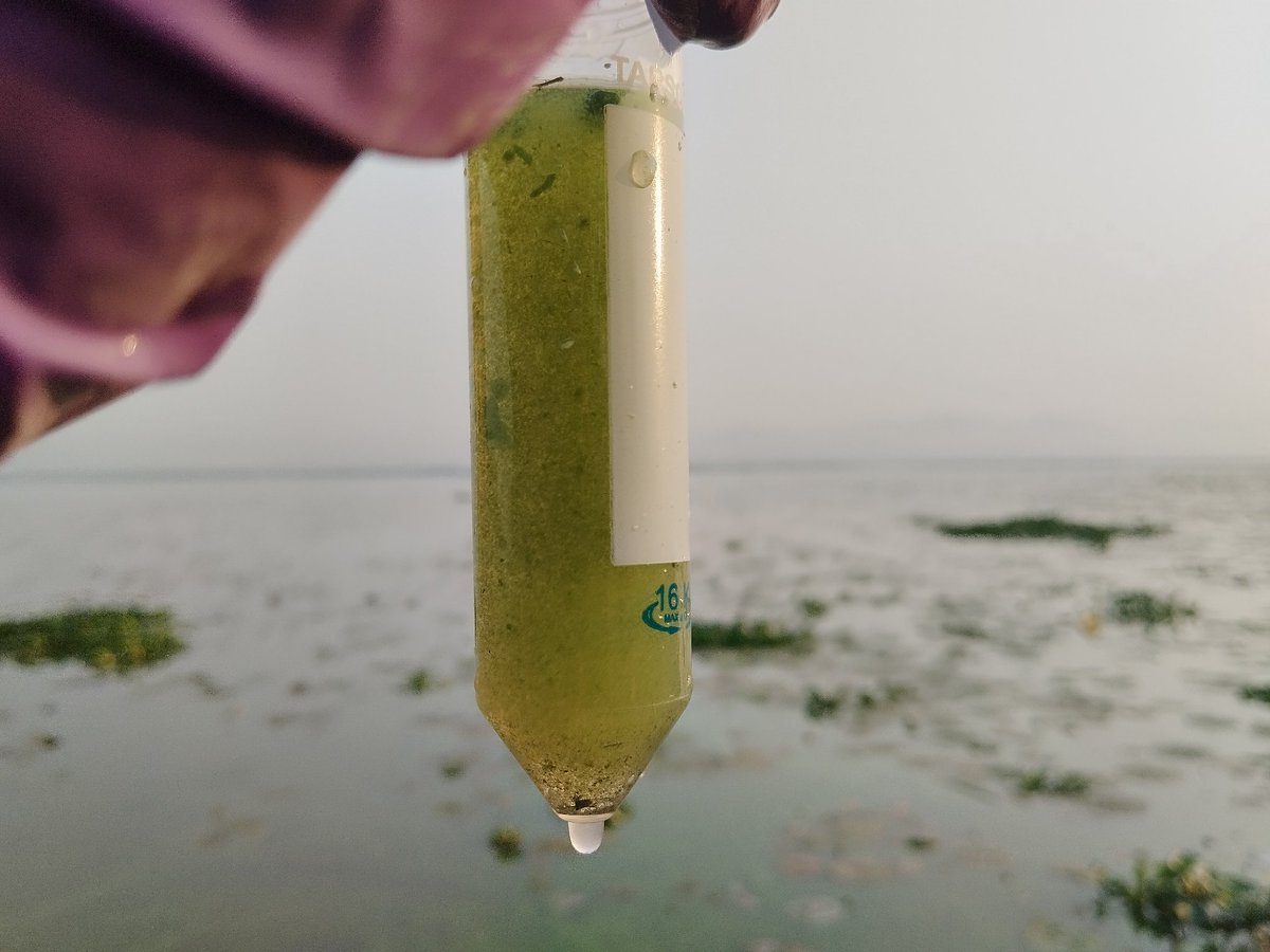 BhadPunyasloke's tweet photo. Our team members @hiran_kanti &amp; @arinmicrobe from @ITMERG1 tracking rich algal communities and a possible bloom in the Deepor Beel wetland @DBTimeSeries https://t.co/I2qzJd061K