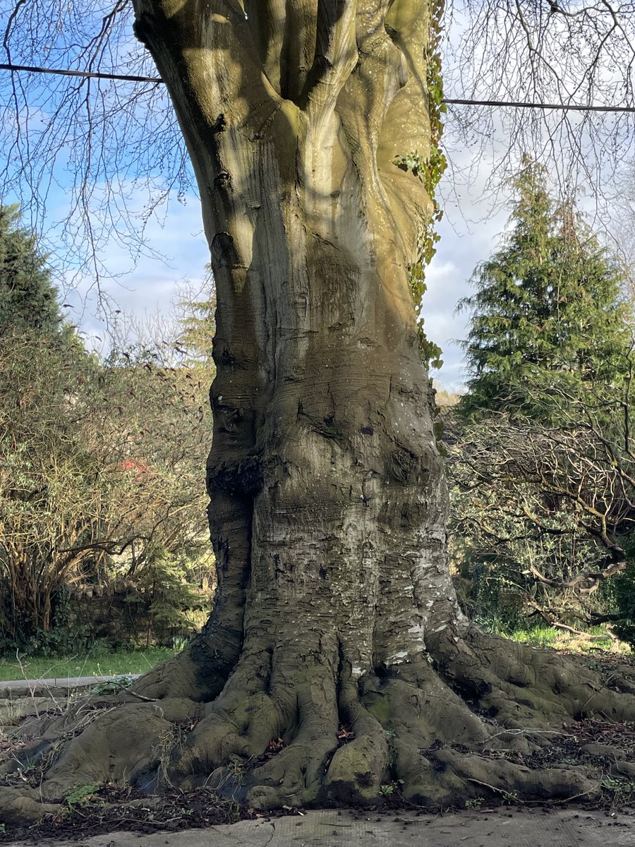 A beautiful rambling rooted Beech for #thicktrunktuesday