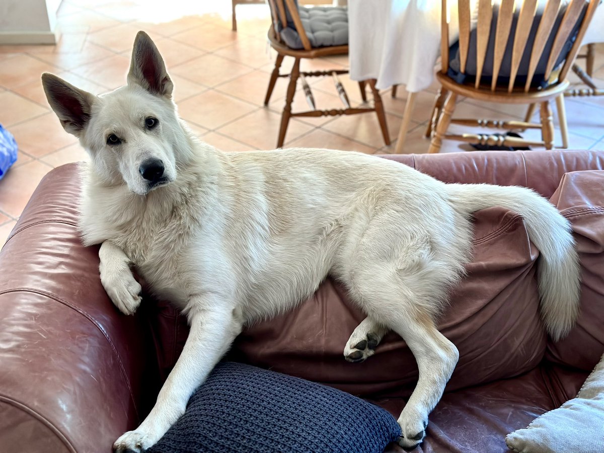 Dan Pentz tweet media