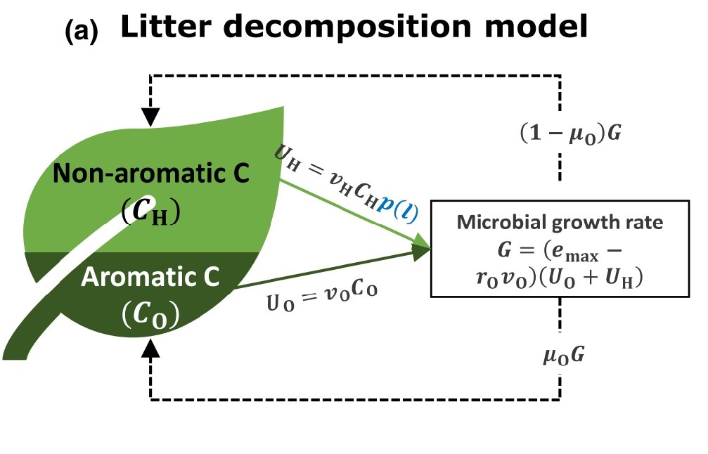 📢New paper alert!! ‘Modelling #optimal ligninolytic  activity during plant litter🌿 decomposition’ in @NewPhyt with @ManzoniLab and with Björn Lindahl @_SLU. doi.org/10.1111/nph.19… We developed a litter #decomposition model that is parametrized using #ecoevolutionary principle.