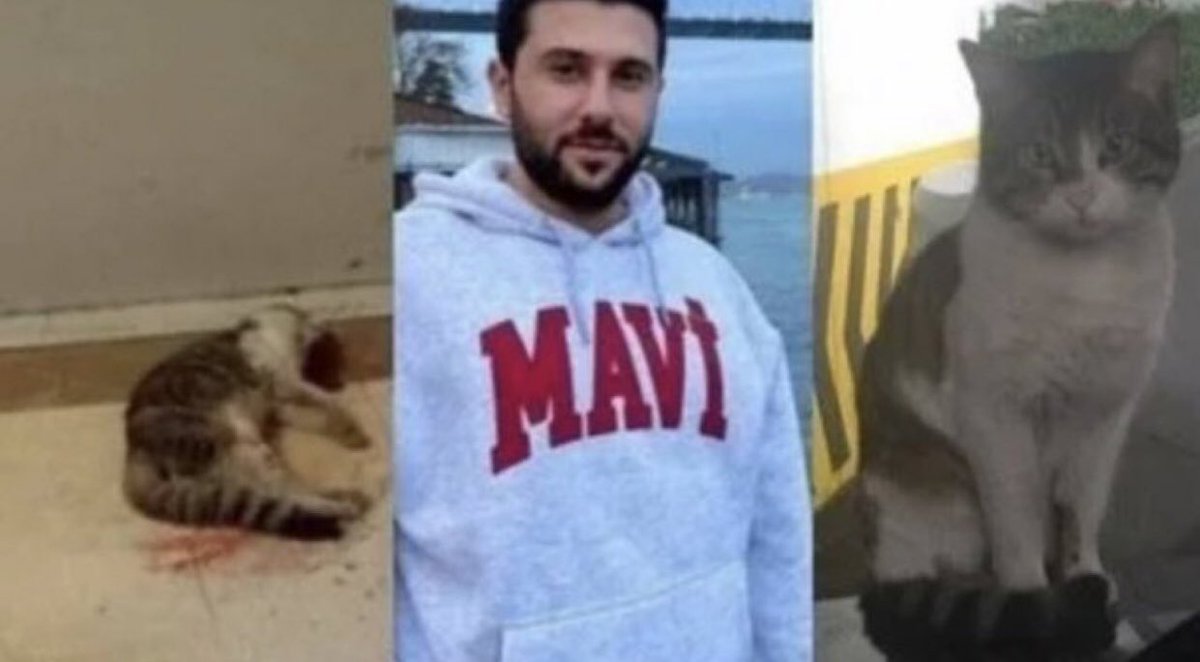 Nasıl oluyorda serbest kalıyor. Kendi halinde yaşamaya çalışan bir hayvan nasıl öldürülebiliyor ve bunun karşılığında hiçbir şey yapılmıyor.
Yeter artık..
#ibrahimkeloğlan #ibrahimkeloğlantutuklansin #ibrahimkeloğlantutuklansın #kedikatili