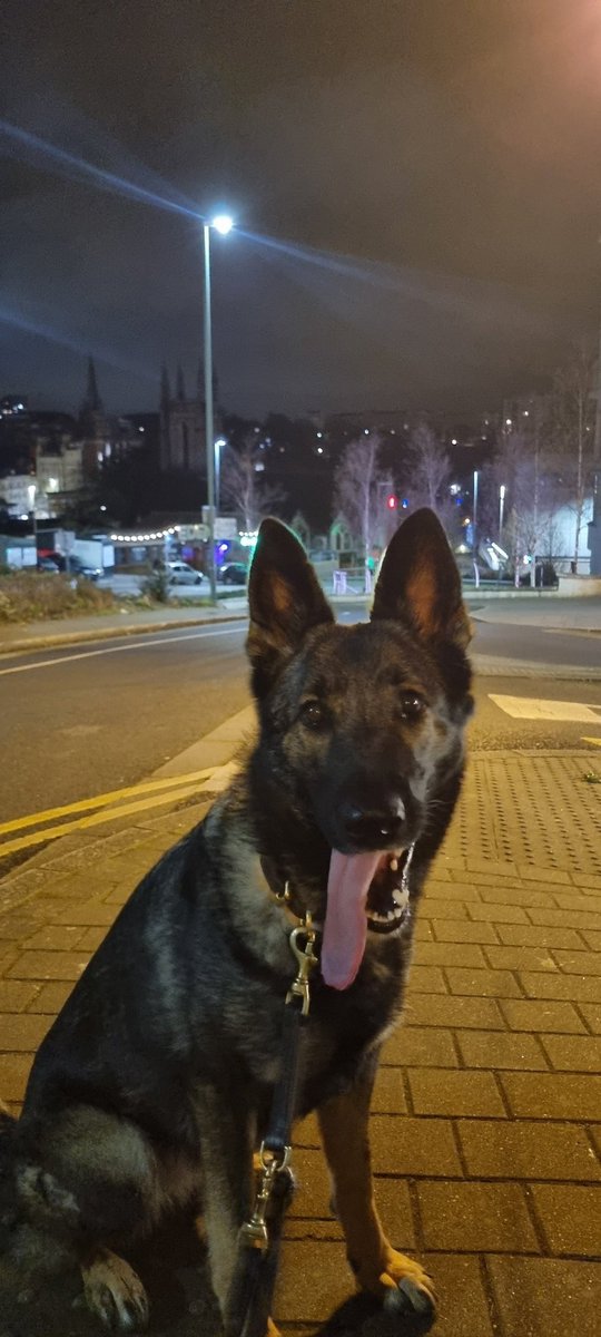 This set PD Goose assisted in #poole after a male was caught by officers after making off from them. She located a quantity of drugs hidden by the male. In #bournemouth, she located and helped detained a male who tried to steal a motorbike and ran from police. #thenoseknows #PD
