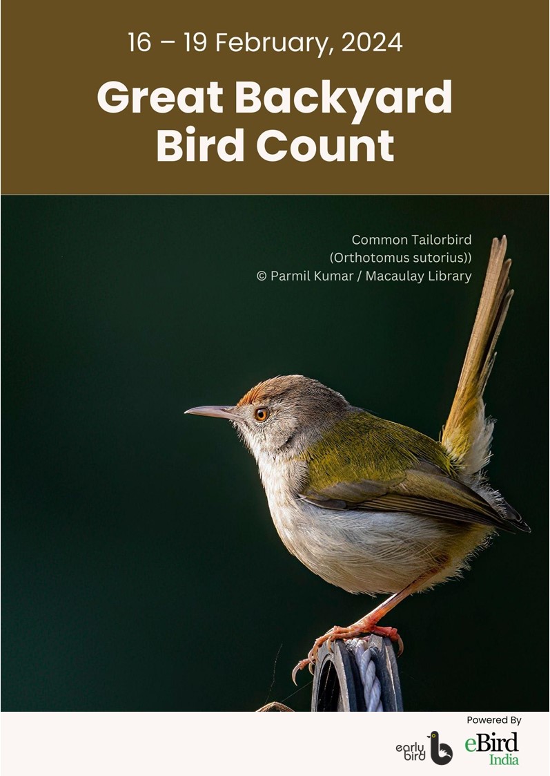 The Great Backyard Bird Count (GBBC) is just round the corner. Want to know what GBBC is all about and how you can participate? 

Follow the link: earlybirdindia.substack.com/p/birds-in-you… 

#GreatBackyardBirdCount #GBBC #birds #birdwalks