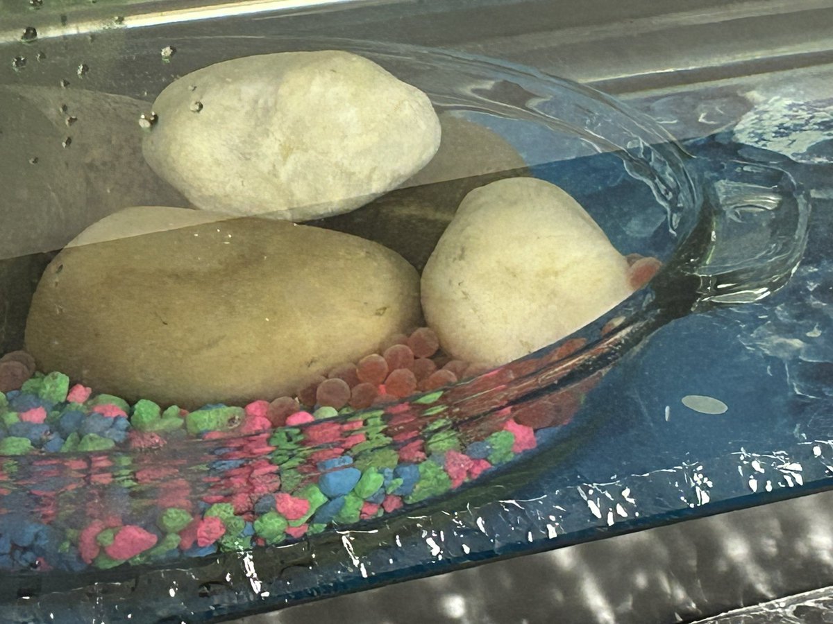 Sporty_TL's tweet photo. 55 Coho salmon eggs in the LC. #rtla38 https://t.co/gT0wZE8Yp5