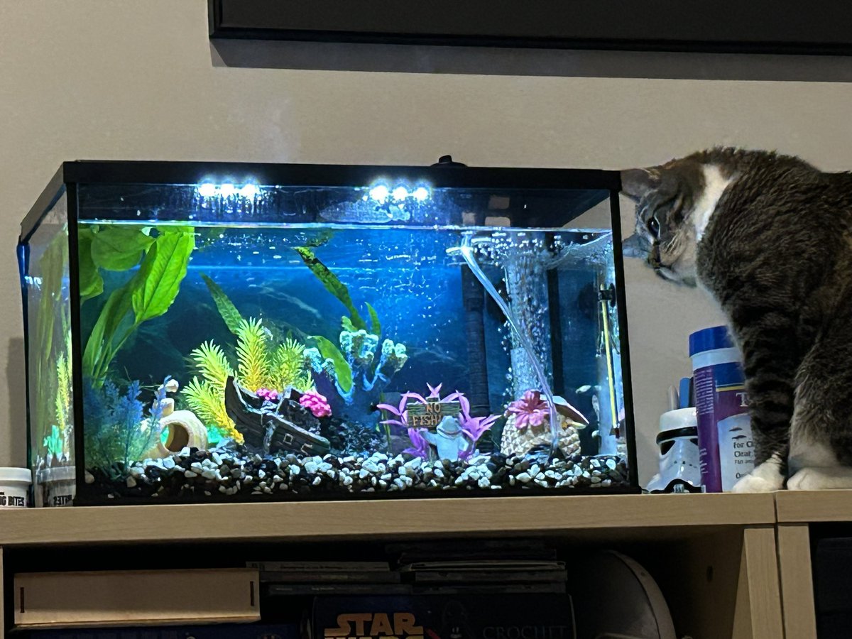 Sporty_TL's tweet photo. Part of the daily routine. Watching the fish. https://t.co/LPaNWyAwti