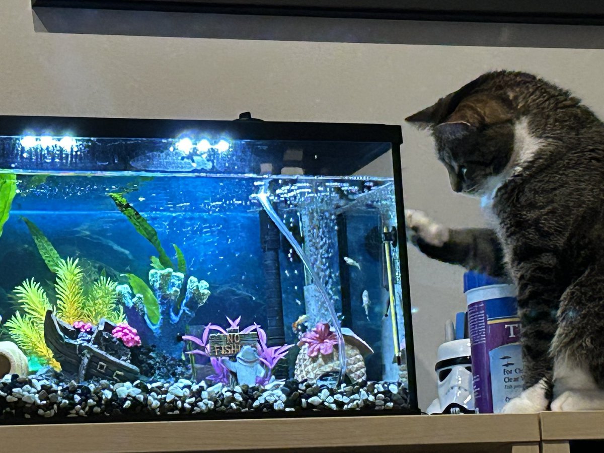Sporty_TL's tweet photo. Part of the daily routine. Watching the fish. https://t.co/LPaNWyAwti