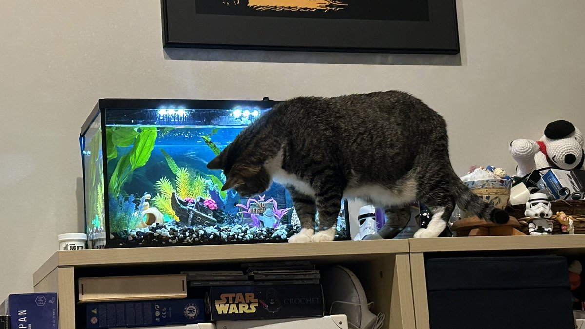 Sporty_TL's tweet photo. Part of the daily routine. Watching the fish. https://t.co/LPaNWyAwti