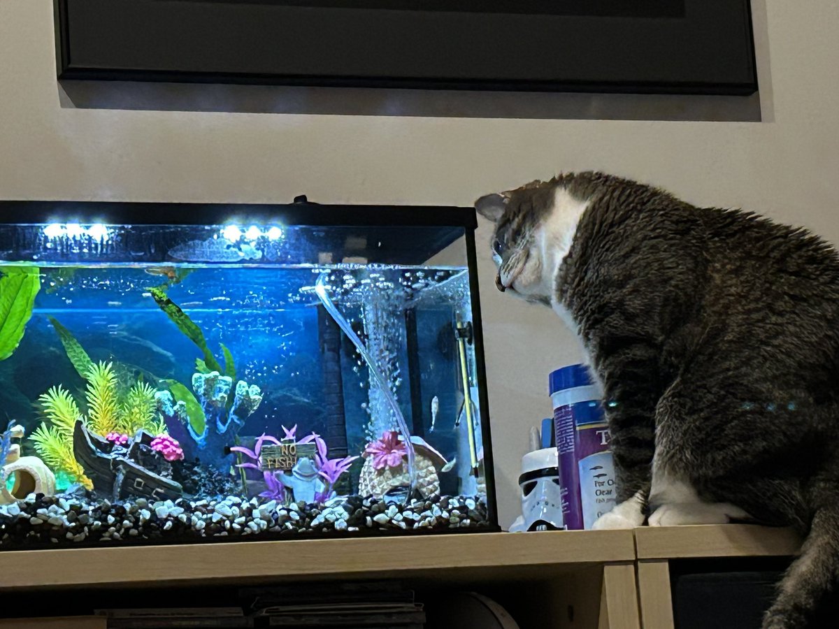 Sporty_TL's tweet photo. Part of the daily routine. Watching the fish. https://t.co/LPaNWyAwti