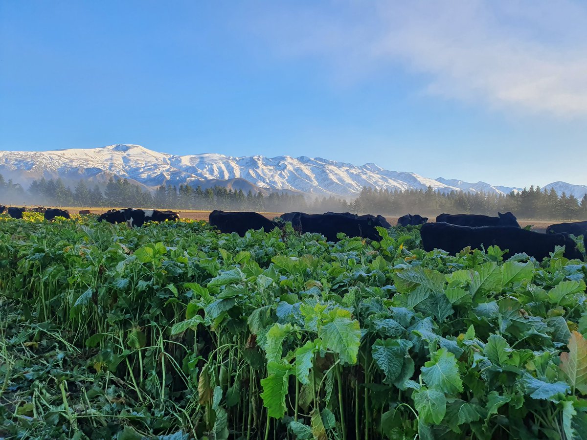 Ben Brown tweet media