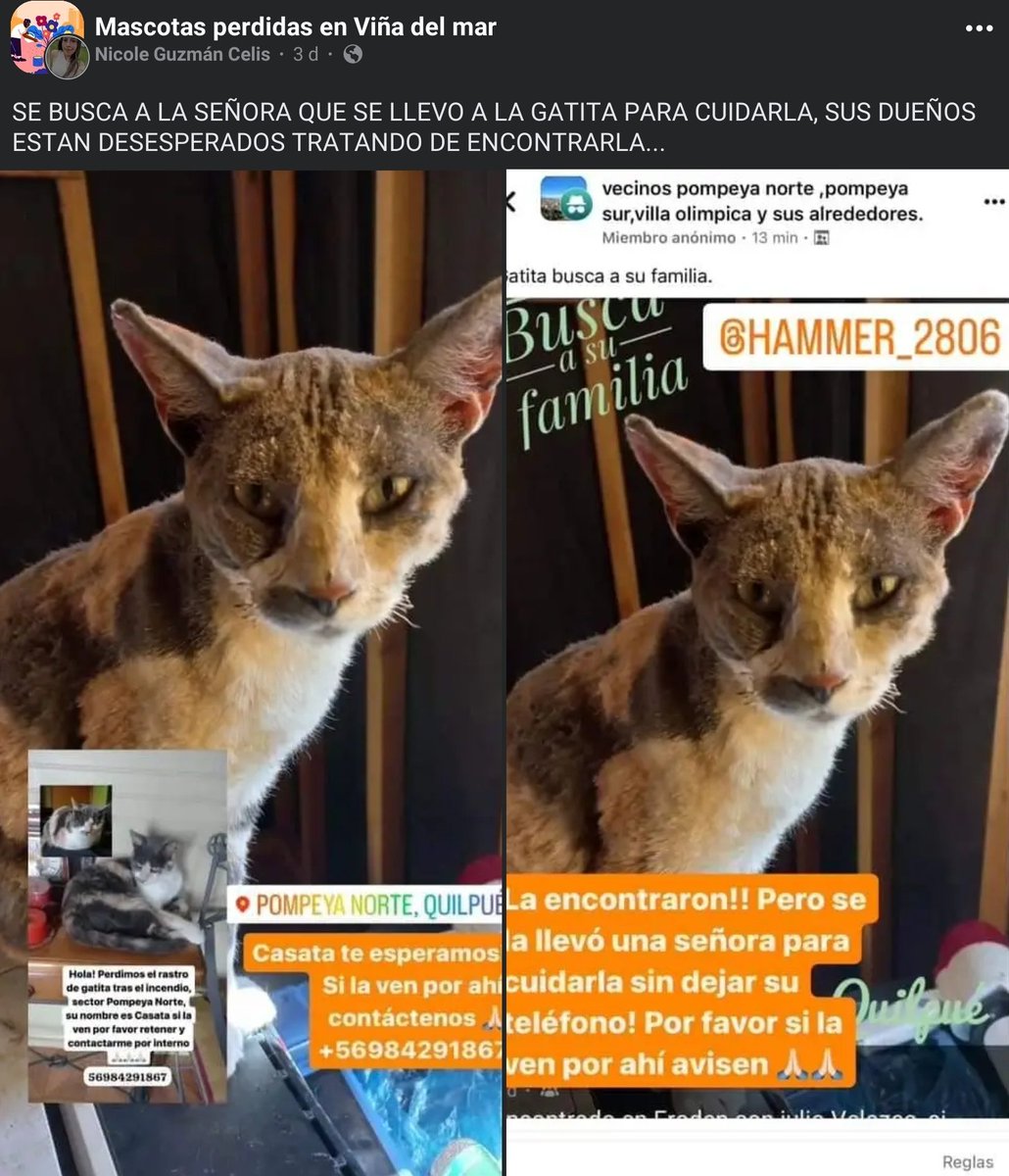 Andrea21gatita's tweet photo. Urgente difundir  🆘️
Los verdaderos dueños buscan a esta gatita, la entregaron antes a otra señora y no anotaron sus datos 📣 

RT

#Quilpué #MascotaPerdida #MascotasIncendio #VinaDelMar #Valparaiso https://t.co/6WQoSp19pB