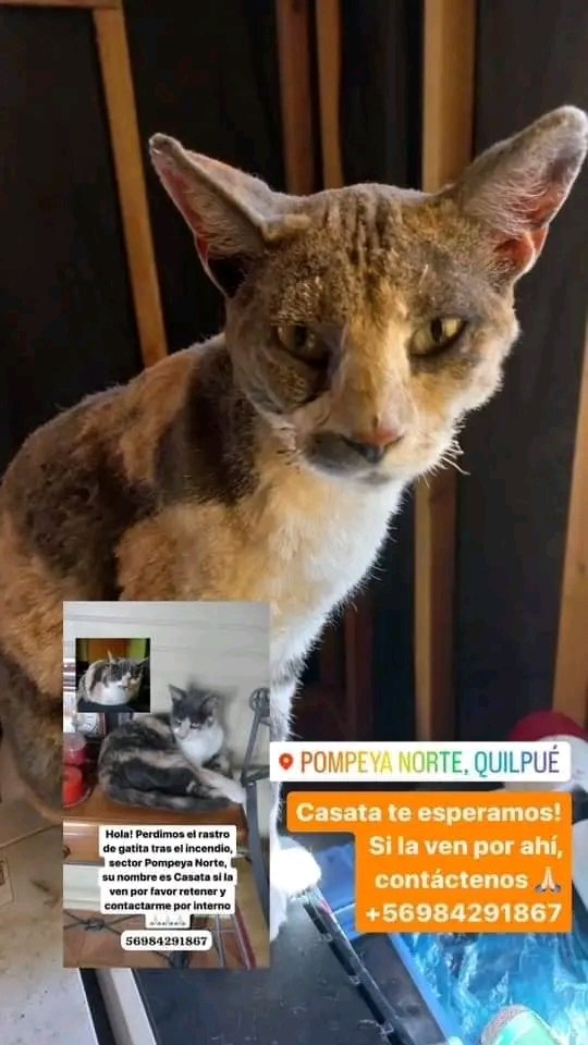 Andrea21gatita's tweet photo. Urgente difundir  🆘️
Los verdaderos dueños buscan a esta gatita, la entregaron antes a otra señora y no anotaron sus datos 📣 

RT

#Quilpué #MascotaPerdida #MascotasIncendio #VinaDelMar #Valparaiso https://t.co/6WQoSp19pB