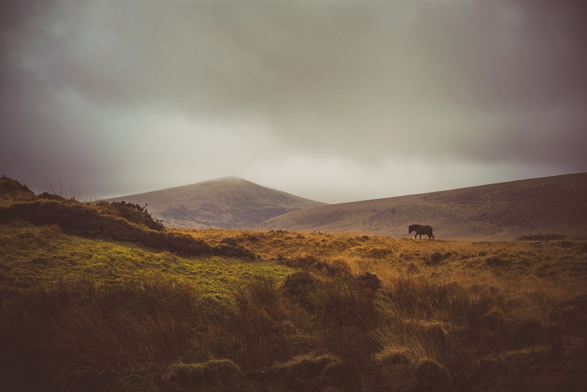 #Pony on #TawMarsh on #Dartmoor at the weekend 💚 #DartmoorPhotography #DartmoorPhotographer