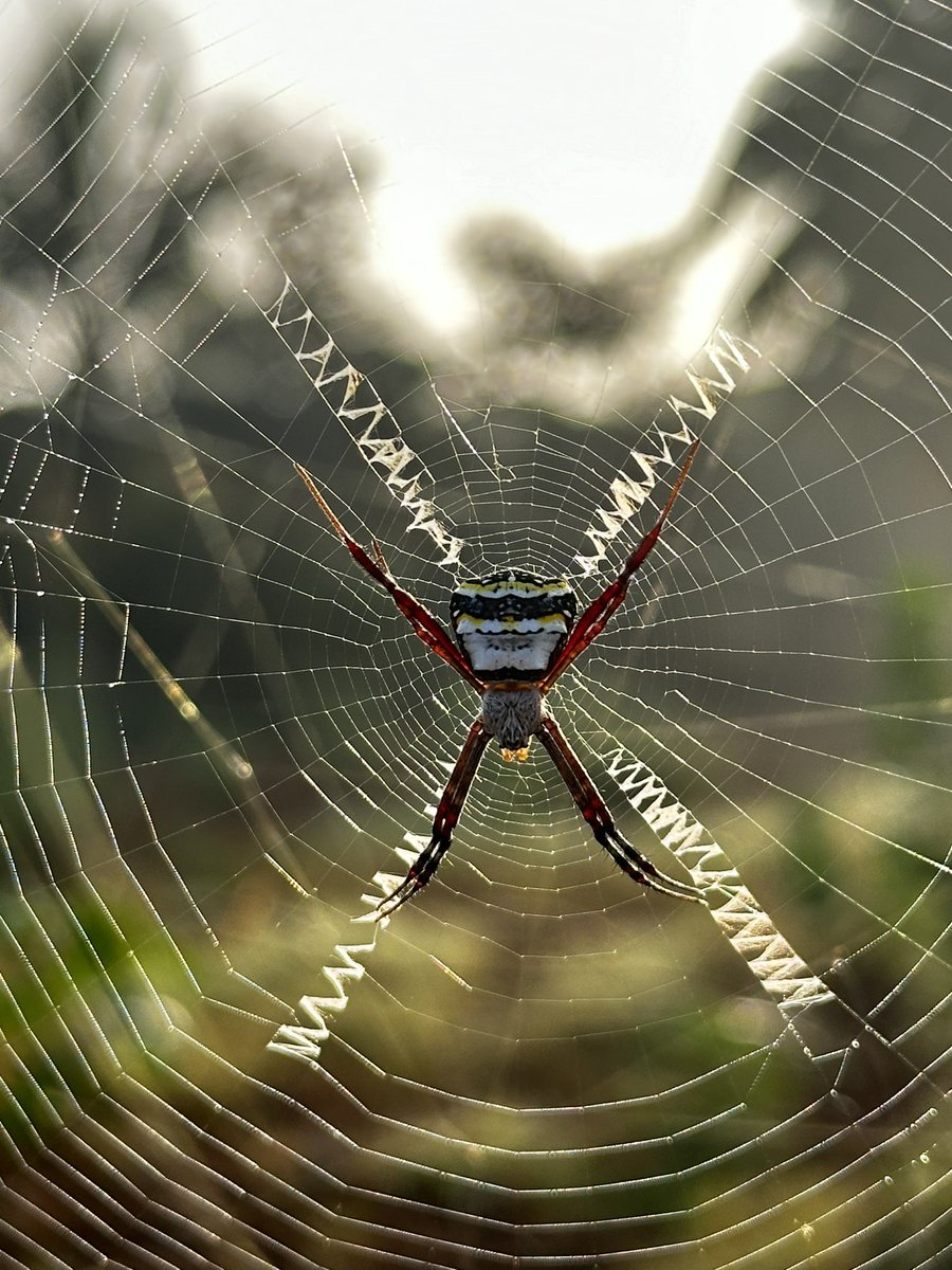 vrundavs's tweet photo. Met the spider π·οΈ againβ¦
The sparkling pearls had gone β¦
But itβs home is what matters πΈοΈ
#Appreciation #insects #weboflife #vrupix https://t.co/axHNWOwE4I