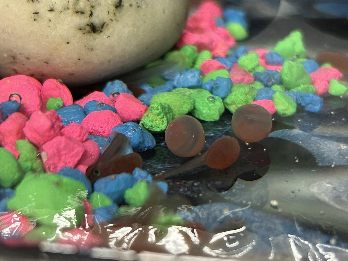 Sporty_TL's tweet photo. Very close to having the salmon hatch. #rtla38 https://t.co/TVJSz9v5FO