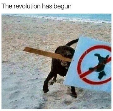 WholesomeMeme's tweet image. 