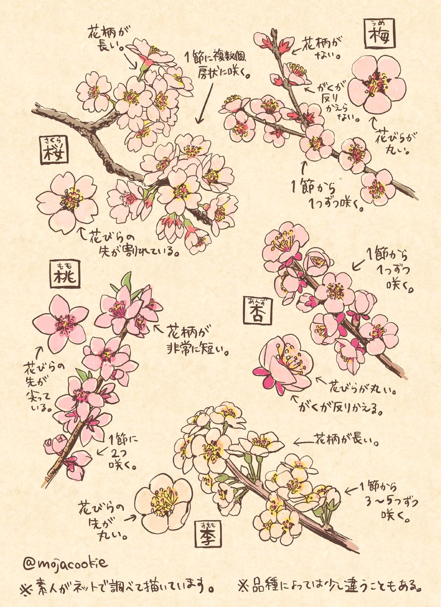 これをアップする季節がやってきた！ 桜・梅・桃・杏・李の 見分け