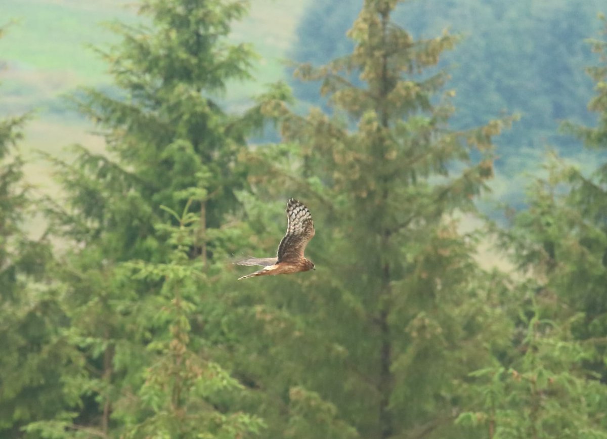 Irish Raptor Study Group (@irishraptorsg) on Twitter photo 