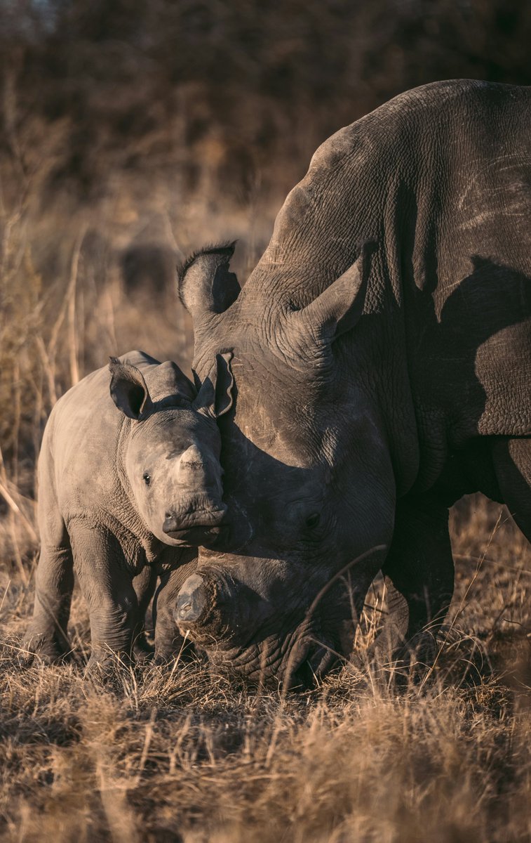 Our #Valentine always 💞
#ValentinesDay #RhinoConservation