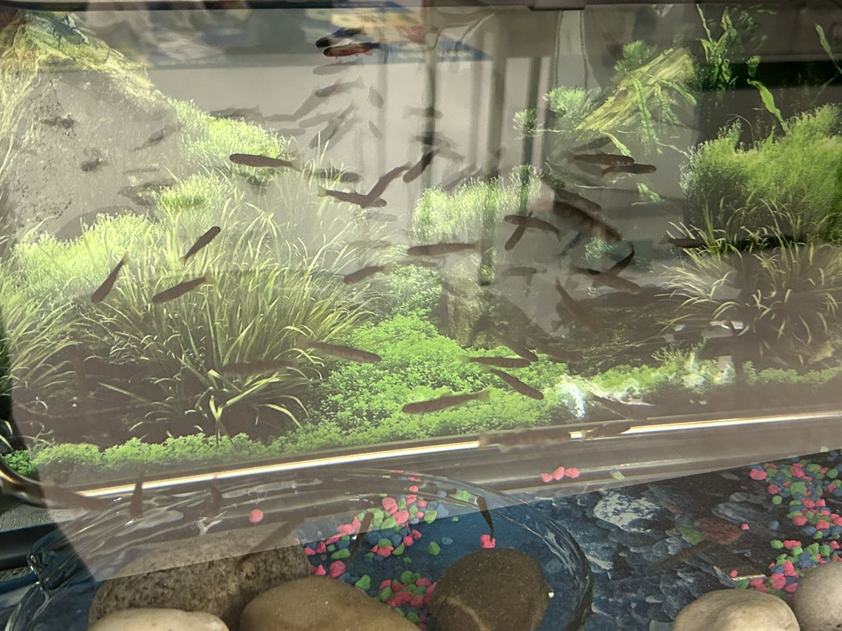 Sporty_TL's tweet photo. 54 coho salmon fry in the LC. #rtla38 https://t.co/N6OZyFccJE