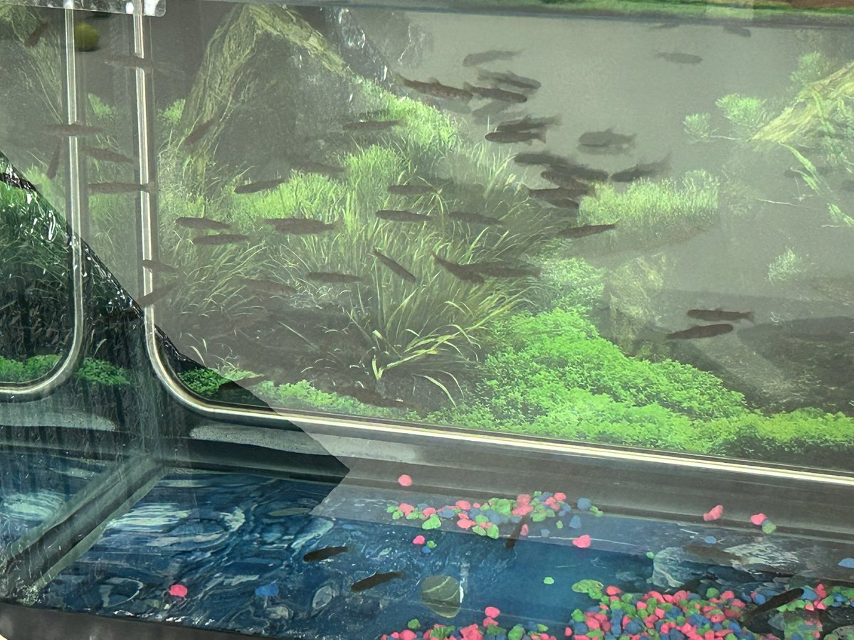 Sporty_TL's tweet photo. 54 coho salmon fry in the LC. #rtla38 https://t.co/N6OZyFccJE