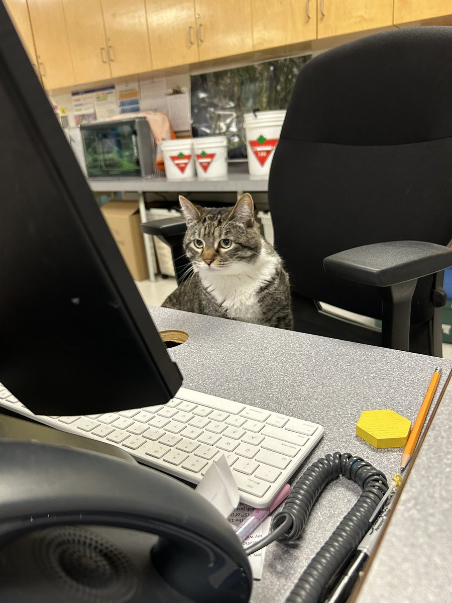 Sporty_TL's tweet photo. My new library monitor! She is very helpful and extra cute! #rtla38 https://t.co/S135Anl9LG