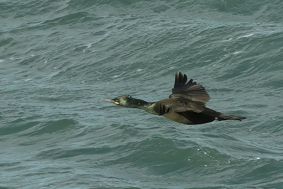 Shag
#strumblehead @VisitPembs