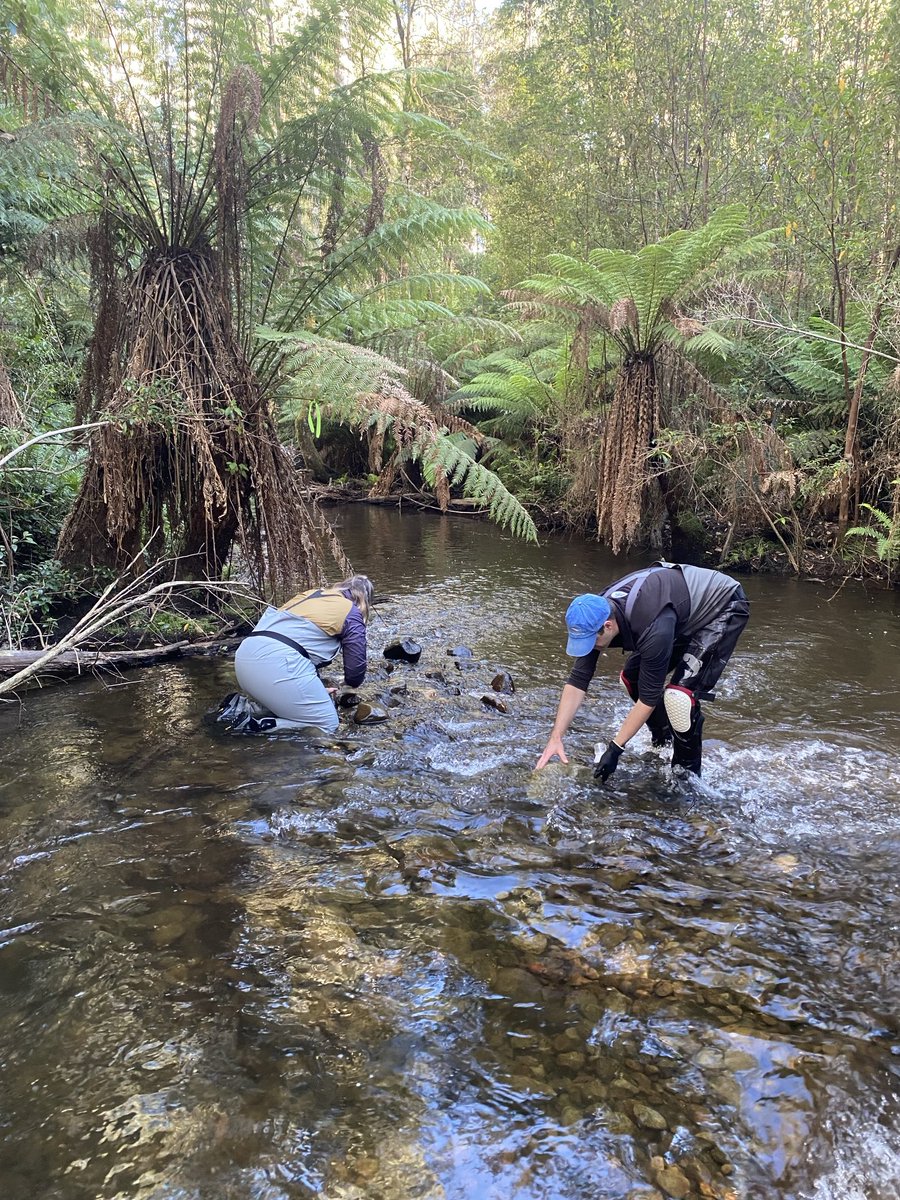 Prof Rebecca Lester (@re_lester) on Twitter photo Great to be out in the field on International day of women and girls in science @deakinresearch <a href="/DeakinSEBE/">Deakin SEBE</a> Great to be out in the field on International day of women and girls in science @deakinresearch <a href="/DeakinSEBE/">Deakin SEBE</a>