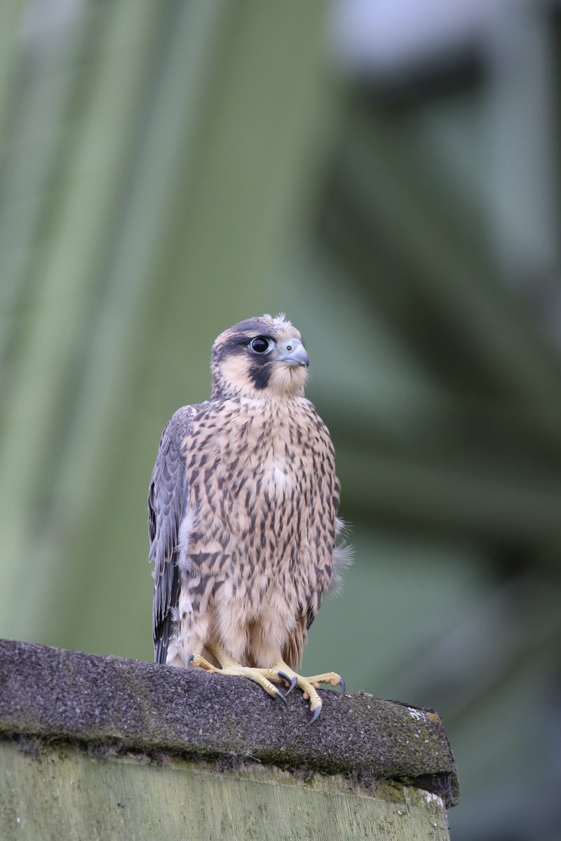 LATEST INVESTIGATIONS BLOG - Two men who traded 22 wild Peregrine Falcons to the Middle East were sentenced to community punishment yesterday, read our thoughts on the urgent need for sentencing guidelines and the reinstatement of full registration. community.rspb.org.uk/ourwork/b/inve…