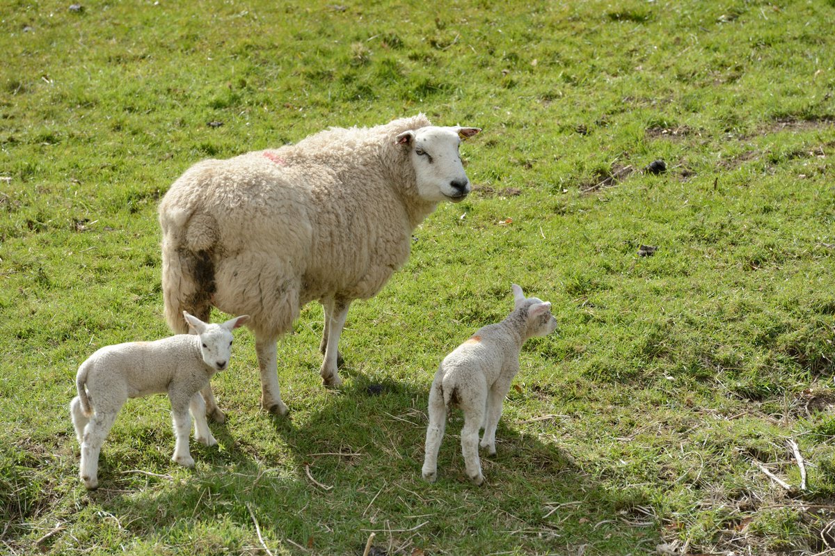 Research on reports of badger predation on lambs on Scottish farms has found foxes were most likely responsible. Responding to growing concerns in the farming sector, the study was carried out by @ScotGovSASA, @NatureScot, @NFUStweets & @ScotLandEstates: nature.scot/foxes-most-lik…