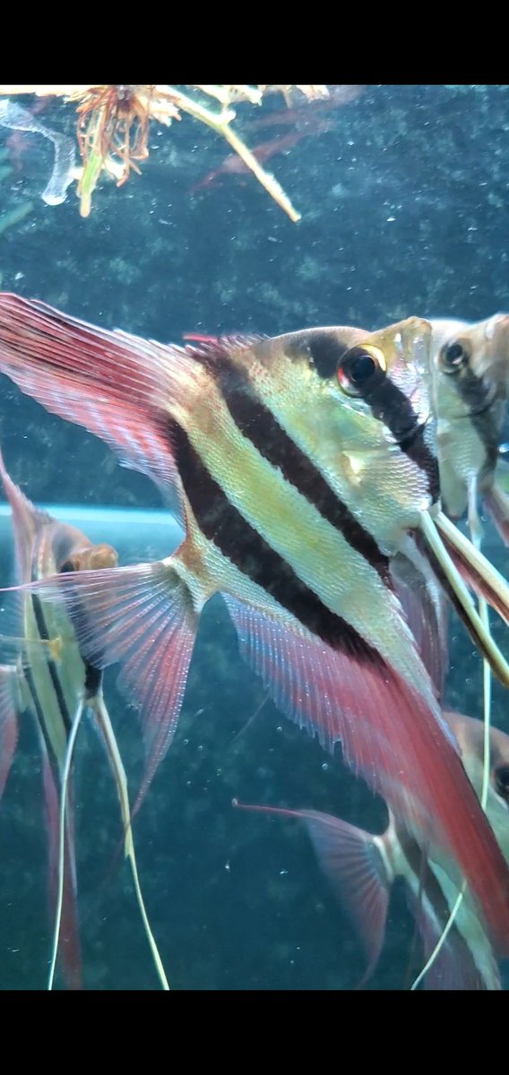 紅いね！やっぱアルタム最高やね😁